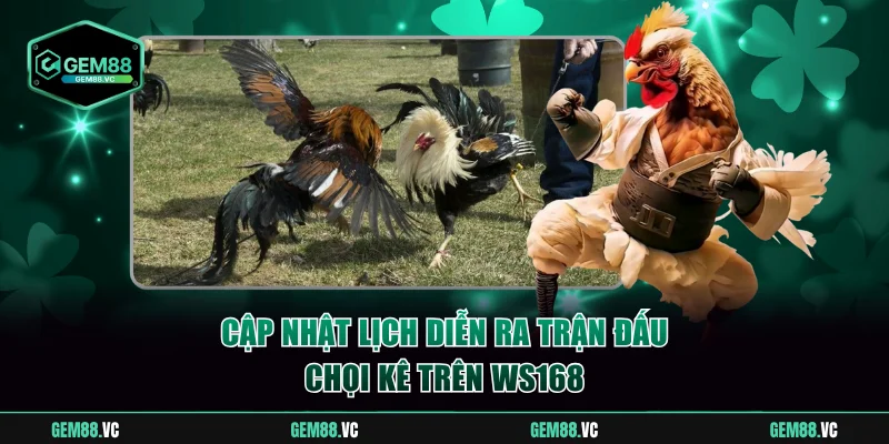 Cập nhật lịch diễn ra trận đấu chọi kê trên WS168